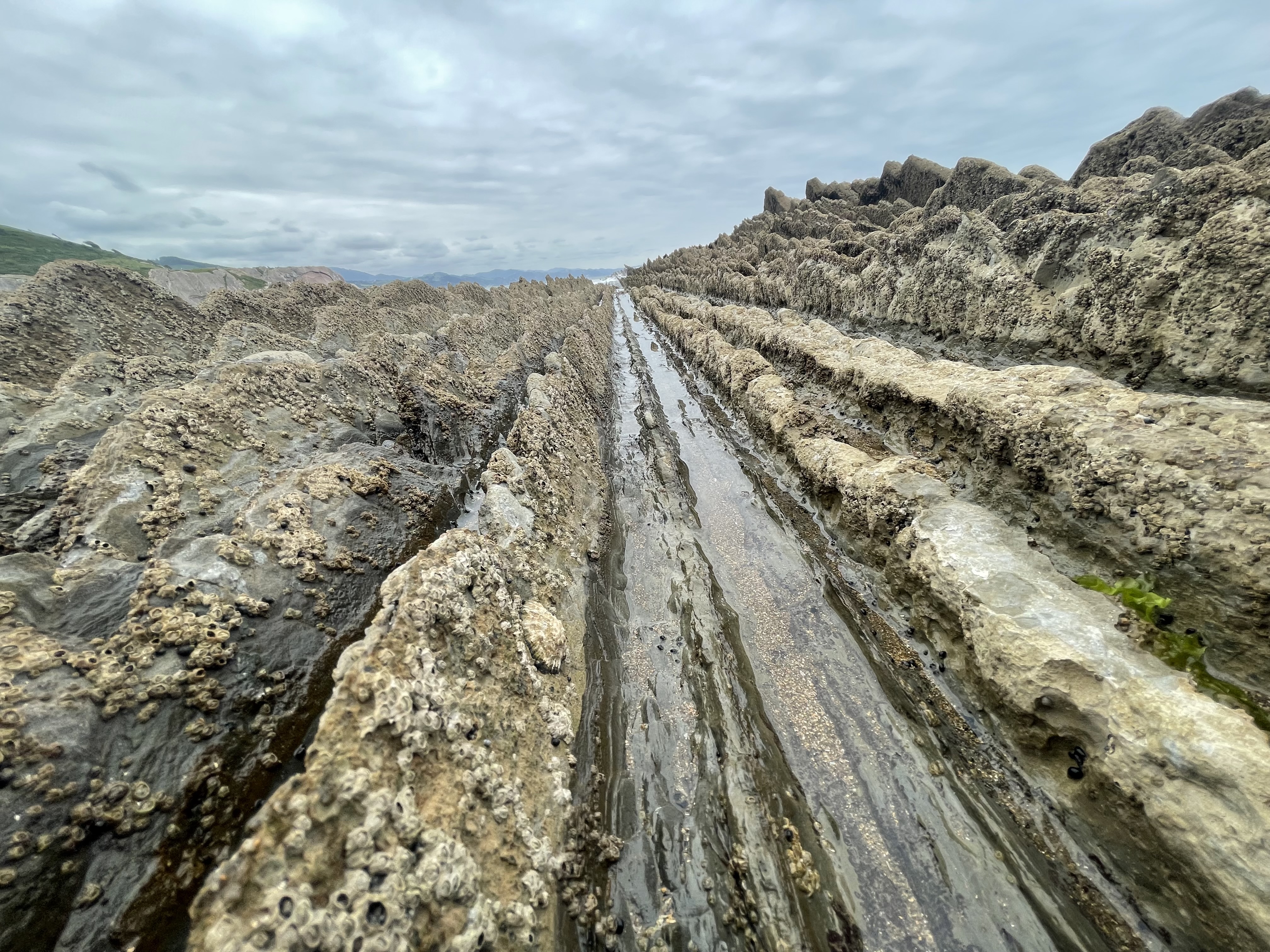 The Flysch
