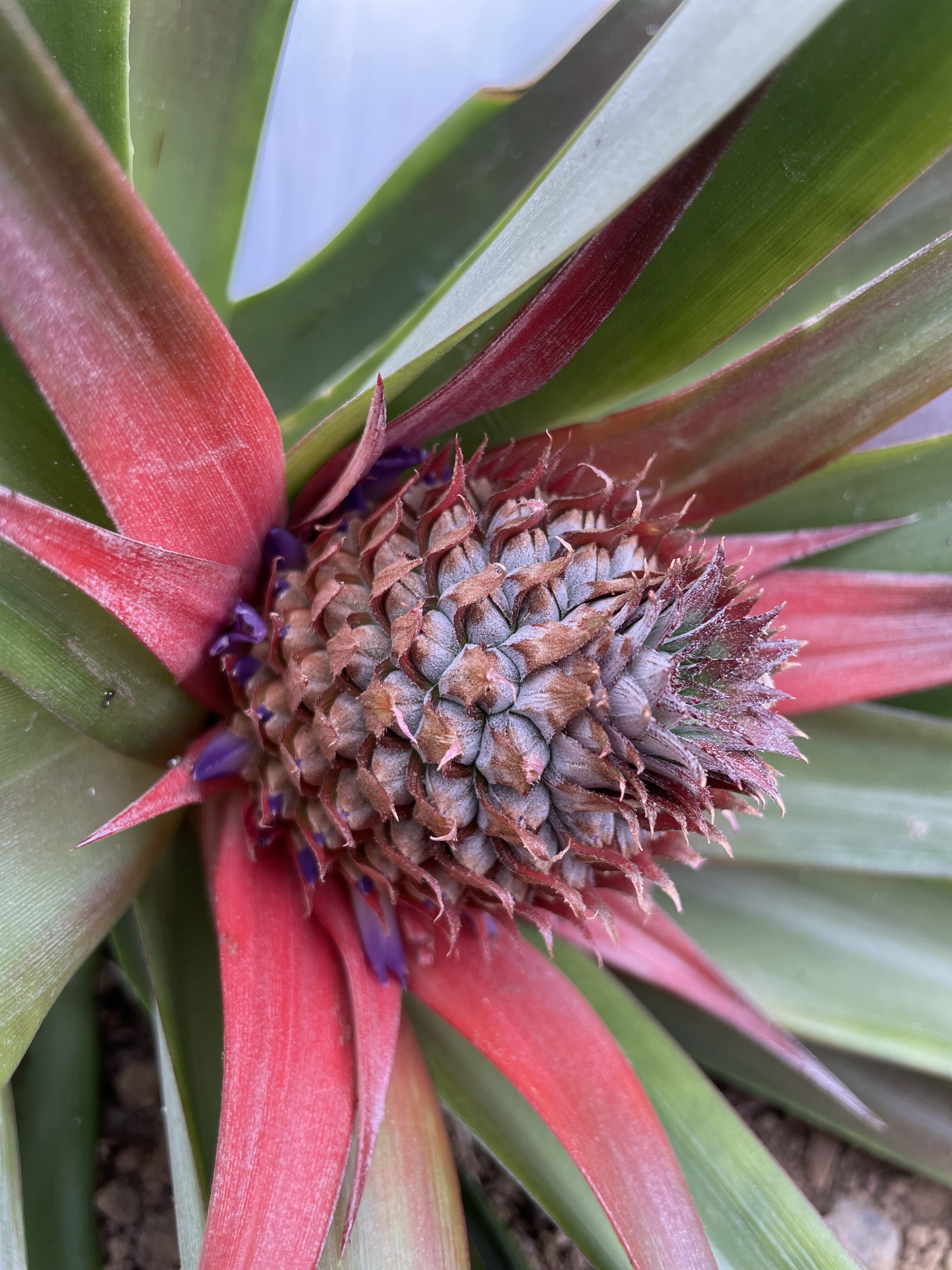 A pink colored pineapple flower