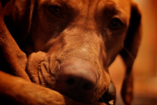 A Dog for the Night