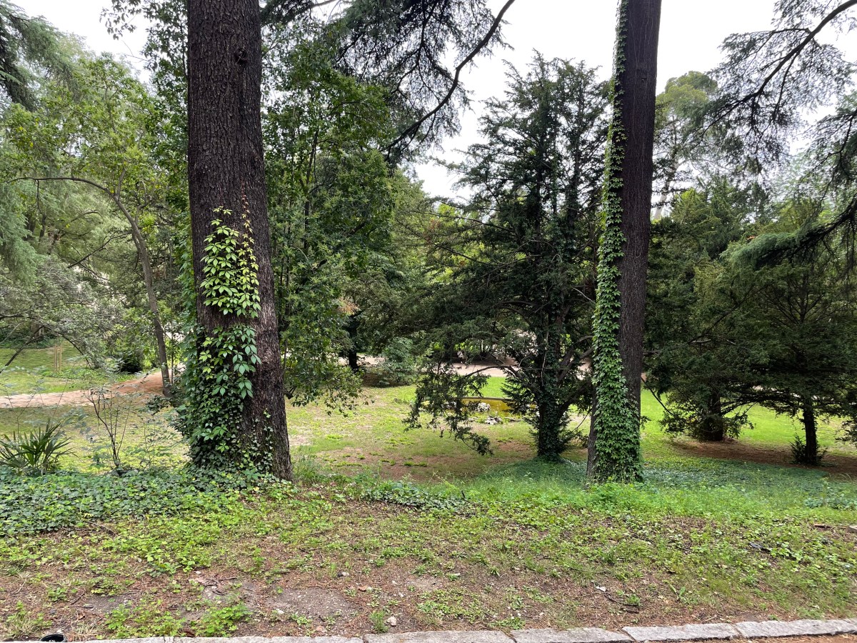 Un bosque urbano